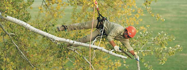 Sunbelt Outdoor Products  Arborist Supplies & Tree Climbing Gear